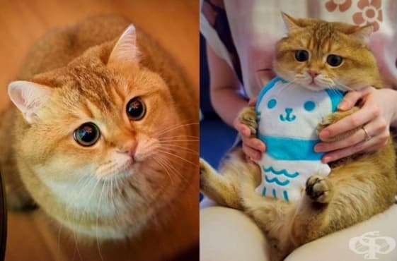 Запознайте се с Хосико – копие на котето от анимацията Шрек - изображение