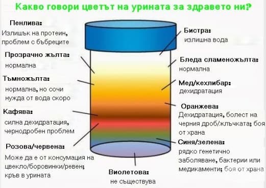 Какво говори цветът на урината за здравето ви? - изображение