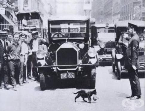 През 1925 г. спират движението в Ню Йорк, за да премине котка, носеща малкото си - изображение