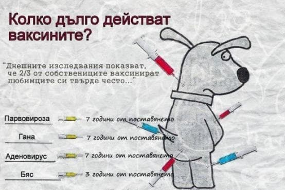 Колко дълго действат ваксините върху вашето куче? - изображение