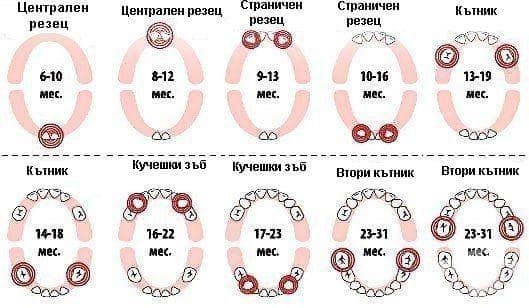 Схема за поникване на зъбите при децата - изображение