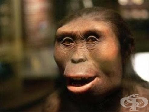 Ардипитекус кадабба (Ardipithecus kadabba) като част от човешката еволюция - изображение