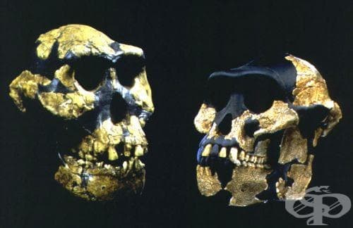 Australopithecus anamensis като част от австралопитеките - изображение