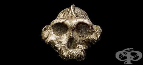 Paranthropus boisei като част от австралопитеките - изображение