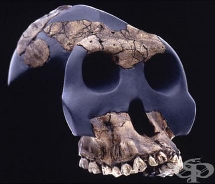Australopithecus garhi като част от австралопитеките - изображение