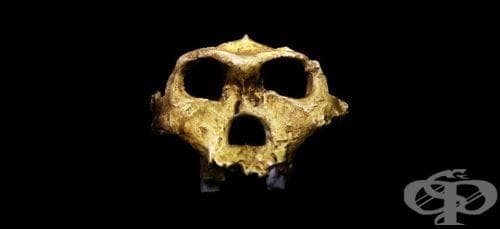 Australopithecus robustus като част от австралопитеките - изображение