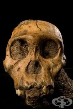 Australopithecus sediba: новооткрит представител на хоминидите - изображение