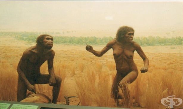 Хомо ергастер - африкански Хомо еректус или нов вид - изображение