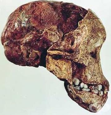 Представители на вида Australopithecus afarensis - изображение