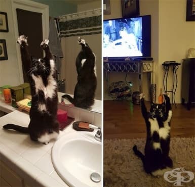 Тази котка постоянно вдига лапите си във въздуха и никой не знае защо - изображение