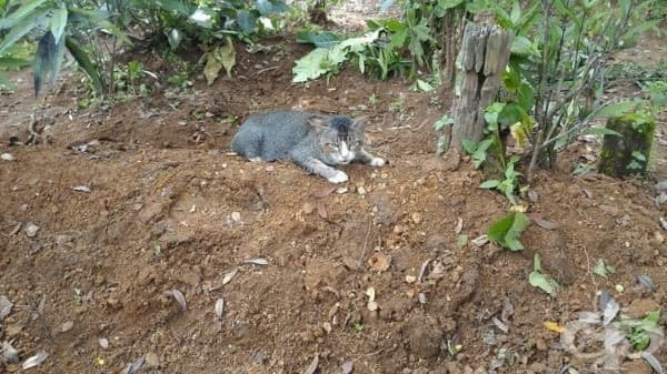 Котка с разбито сърце не се отделя вече 1 г. от гроба на стопанката си - изображение