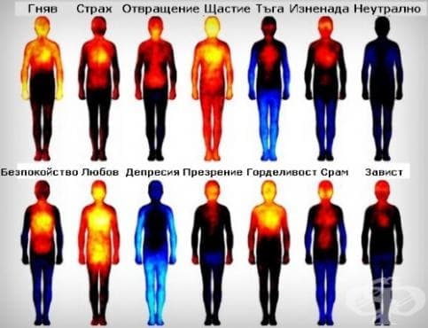 Вижте как изглежда атласът на човешкото тяло по време на различните емоции (инфографика) - изображение