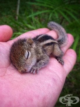 Запознайте се с Роб - бебето катерица, спасено от режисьор на BBC Wildlife - изображение