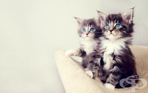 Невероятни котешки конструкции, които ще стоплят сърцата ви - изображение