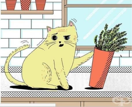 10 неща, които се опитва да ви каже вашата котка - изображение