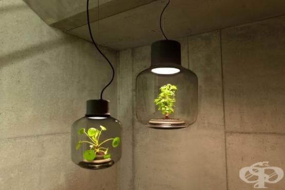игрище Напишете отчет прилив на прилив Създадоха лампа, проектирана за отглеждане на растения в пространства без  прозорец | LifeStyle Framar.bg