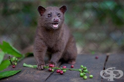Kopi Luwak: най-скъпото кафе в света! - изображение