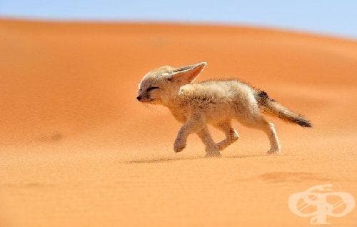 Най-добрите снимки на дивата природа, участващи в конкурса "National Geographic Traveler Photo" - изображение