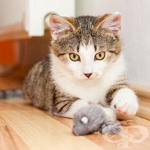 Как да превърнете агресивната котка в дружелюбен домашен любимец? - изображение
