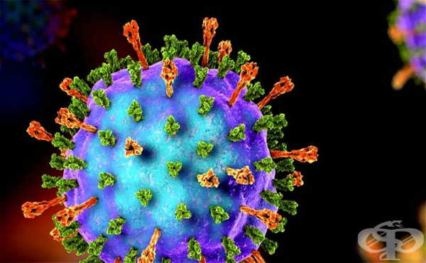 Вирус на епидемичния паротит (Virus parotitidis) - изображение