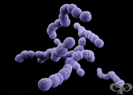       (Streptococcus S.agalactiae, S.equisimilis, S.anginosus, viridans, S. mutans) - 