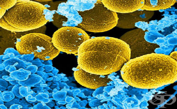 Стафилококи (Staphylococci) - изображение