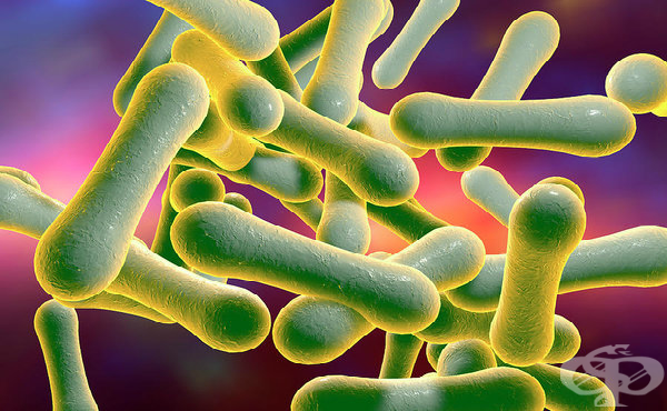 Коринебактерии (Corynebacterium) - изображение