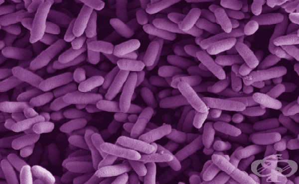Анаеробни Грам-отрицателни бактерии - изображение