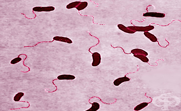 Парахемолитичен вибрион (Vibrio parahaemolyticus) - изображение