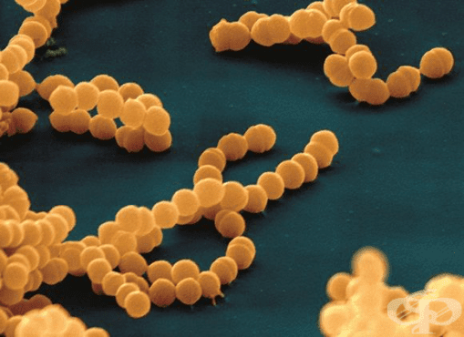     (Streptococcus pyogenes) - 