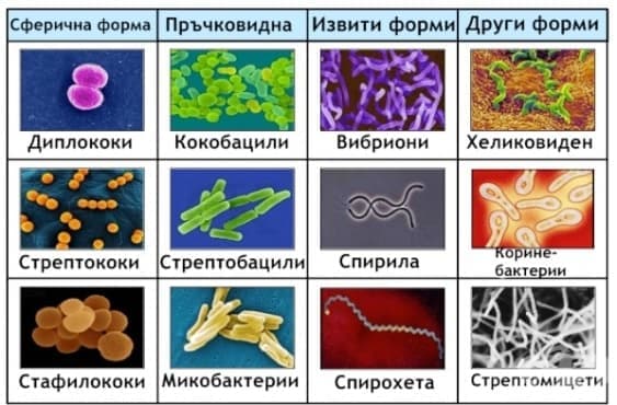 Бактериология - изображение