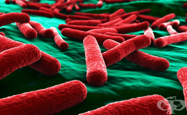 Семействo Enterobacteriaceae (Enterobacteriaceae) - изображение