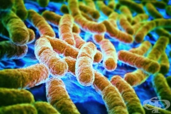Физиология на микроорганизмите - изображение