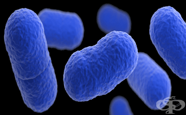 Листерии (Listeria) - изображение