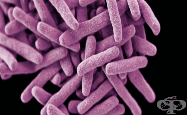   (Mycobacterium tuberculosis) - 