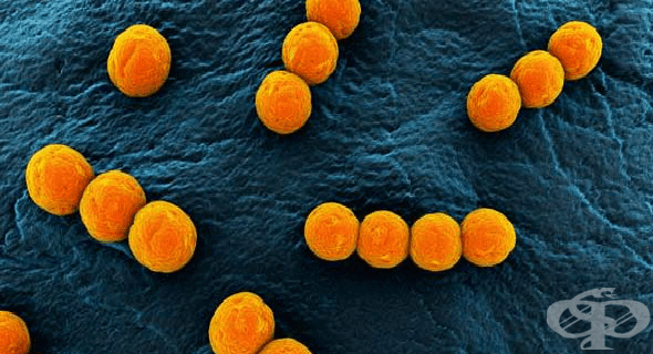 Стрептококи (Streptococci) - изображение