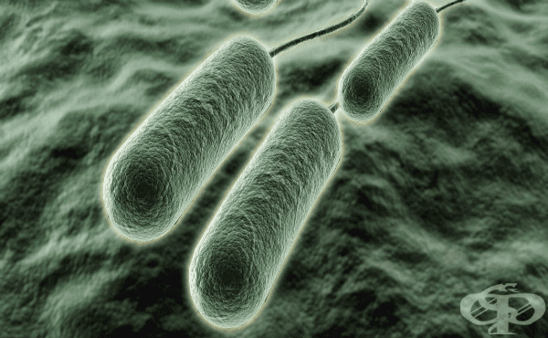 Псевдомонади (Pseudomonas) - изображение