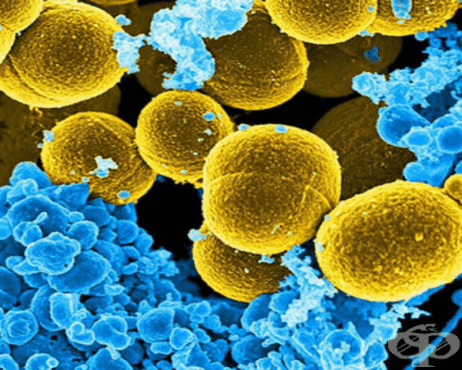 Стафилококи (Staphylococci) - изображение