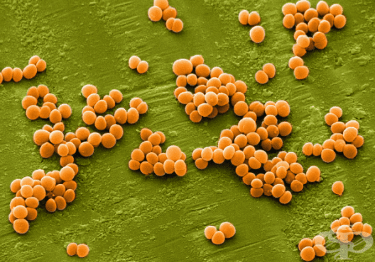 Стафилококус ауреус (Staphylococcus aureus) - изображение