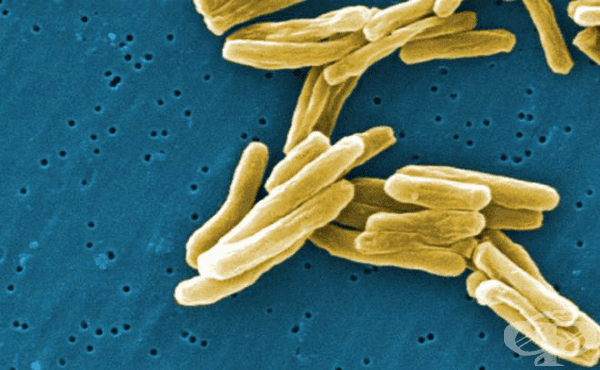 Микобактерии (Mycobacteriaceae) - изображение