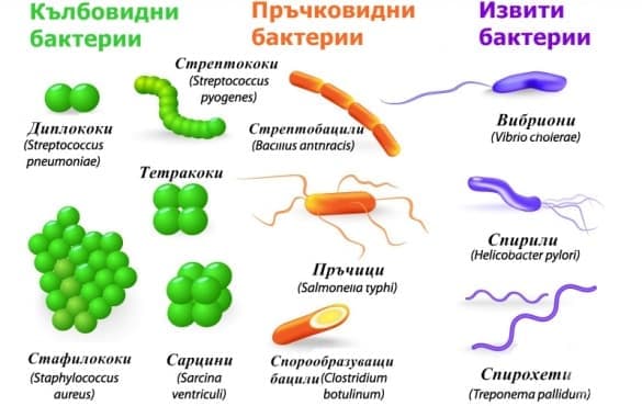 Устройство на бактериите - изображение