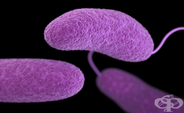 Холерни вибриони (Vibrio cholerae) - изображение