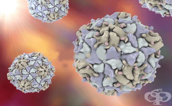 Полиомиелитни вируси (Virus poliomyelitidis) - изображение