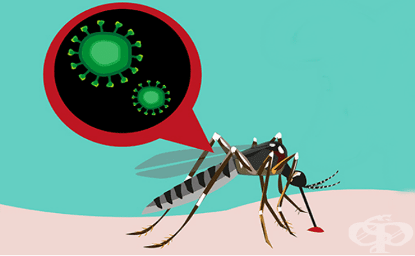   (Zika virus) - 