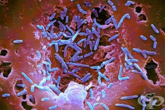 Значение на микроорганизмите от нормалната микрофлора за човешкия организъм - изображение