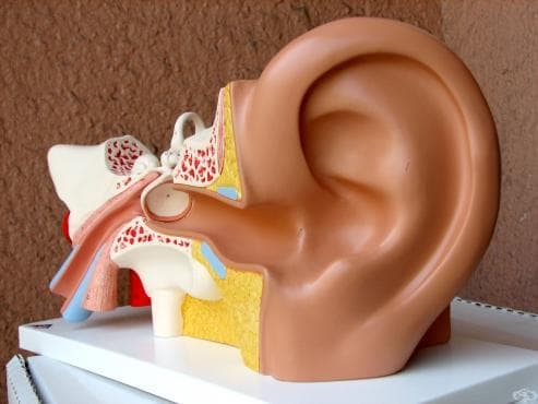 Болести на ухото и мастоидния израстък МКБ H60-H95 - изображение