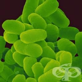 Коклюш, предизвикан от Bordetella parapertussis МКБ A37.1 - изображение