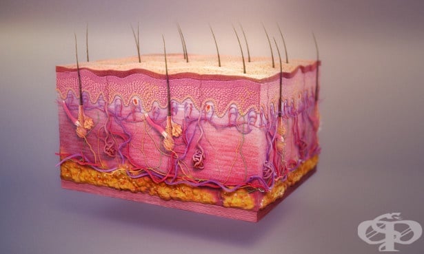 Болести на кожата и подкожната тъкан МКБ L00-L99 - изображение