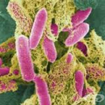 Други чревни инфекции, предизвикани от Escherichia coli МКБ A04.4 - изображение