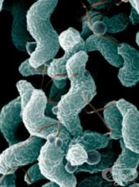 Ентерит, предизвикан от Campylobacter МКБ A04.5 - изображение
